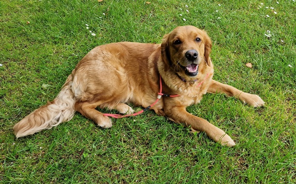 Hilde im Sommer 2025