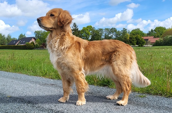 Frieda